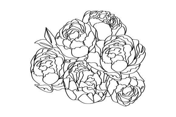 Download Bouquet of Peony Flowers Elegance Linear - Flower Collection